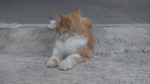 Cat Looking Towards Behind Video stock 283259078