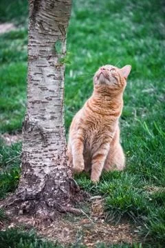 Cat looking up tree Stock Photos