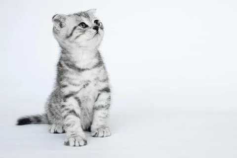 Cat looking up on a white background Stock Photos