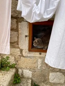 Cat is looking from the window with curiosity and getting ready to jump Foto stock