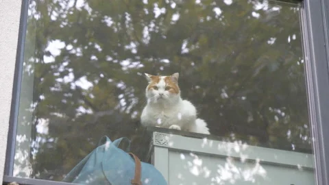 A cat looking at a window from a flat. 動画素材 136418301