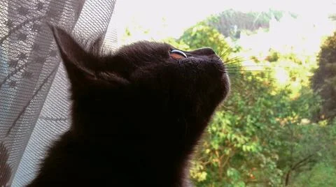  cat looking up by the window Stock Photos