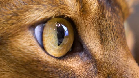 Cat looking at the window with tear in the eye Stock Footage 88077345