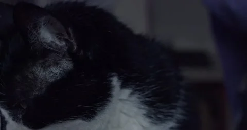 Cat looking at the window with tear in the eye. Stock Footage 226775750