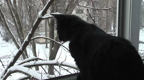 Cat is looking at a winter landscape Stock Footage