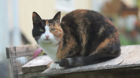 Cat looking at you Stock Footage 25603606