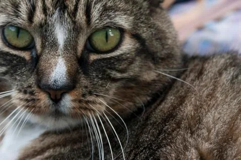 Cat looking at you 스톡 사진