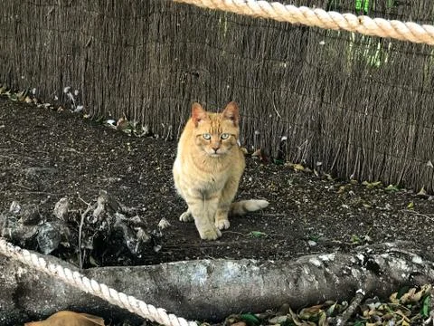 THE CAT LOOKING AT YOU Foto stock