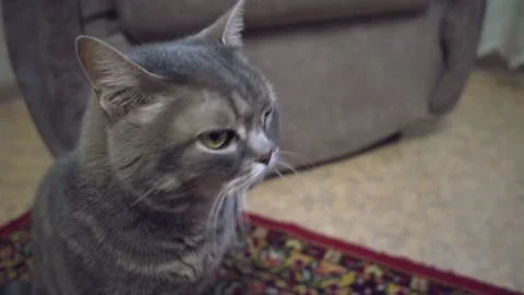 Cat looks around Stock Footage 191570769