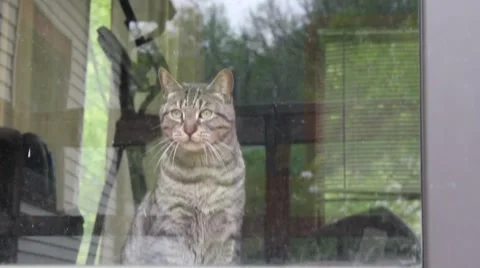 Cat looks around out window and meows Stock Footage 5469969
