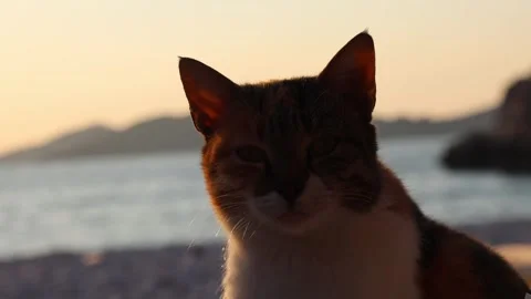 The cat looks at the camera in the background of the sea Video stock 313073952