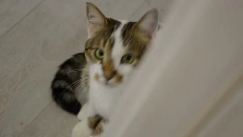 Cat looks into the camera from below. beautiful video portrait of a cat Stock Footage 168756830