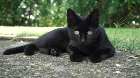 Cat looks at camera Vídeos de archivo 41685001