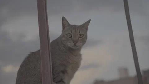 Cat looks at camera Video stock 243159601