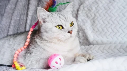 The cat looks up at the camera.A funny gray cat is playing with a mouse toy. Stock Footage 291743557