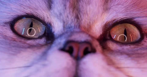 The Cat Looks into the Camera Lens. Stock Footage 147950905