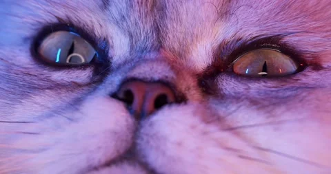 The Cat Looks into the Camera Lens. Stock Footage 147950958