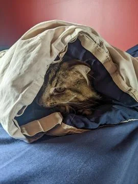 A cat looks at the camera while wrapped in a blanket on a bed Stock-Fotos