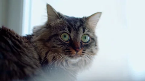 The cat looks carefully into the lens camera Stock-Footage 168492953