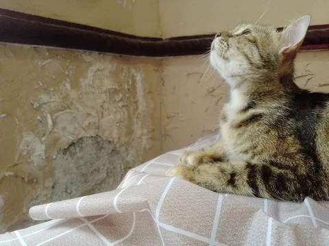 Cat looks up the ceiling Foto stock