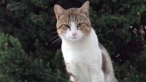 Cat looks curious 動画素材 82688592