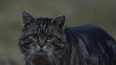 Cat looks directly into the camera anxiously (portrait) Stock Footage 292875763
