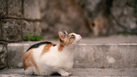 The cat looks into the distance. Stock Footage 166868079