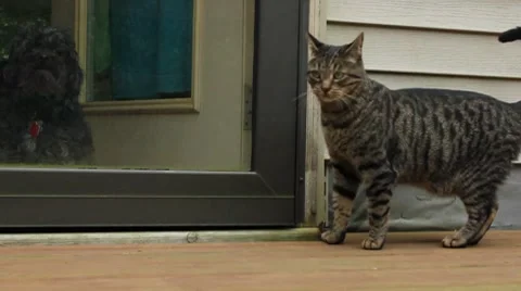 Cat looks at dog through window Video stock 8763983