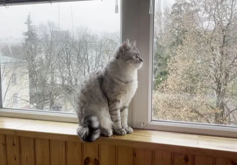 Cat looks at falling snow Stock Footage 314132977