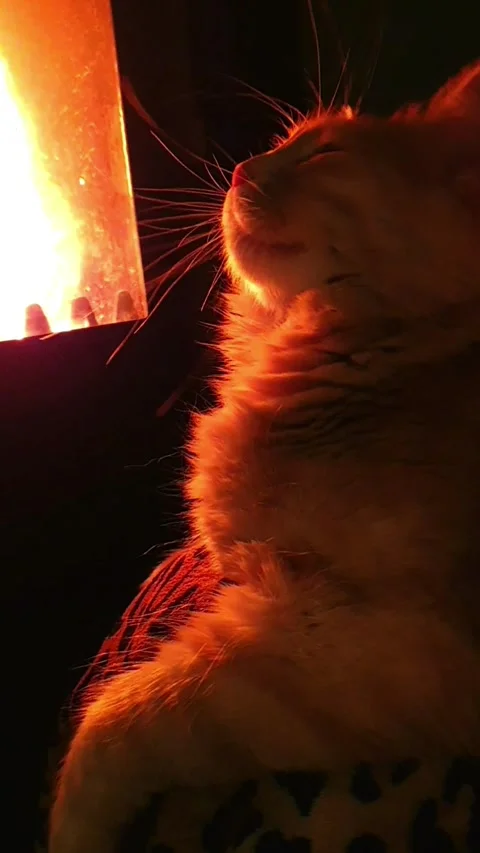 The cat looks at the fire Stock Footage 296076048