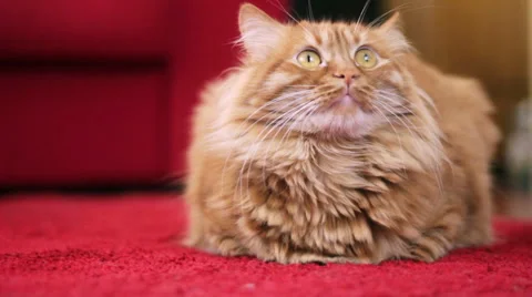 Cat Looks Up 스톡 동영상 50296655