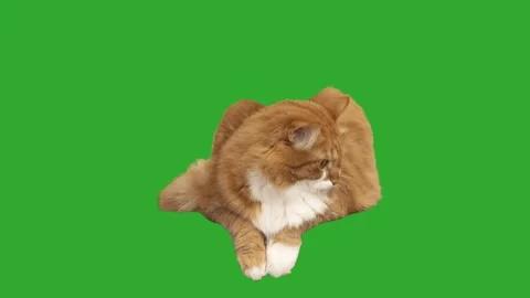 Cat looks on a green screen Video stock 131826133