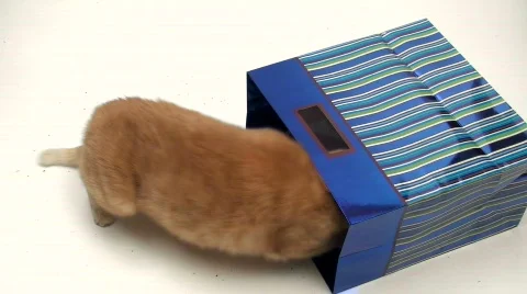 Cat looks inside gift bag V1 - HD Stock-Footage 588585