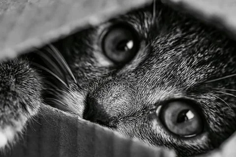 Cat looks out from inside a box with curious eyes in a close-up scene durin.. 스톡 사진