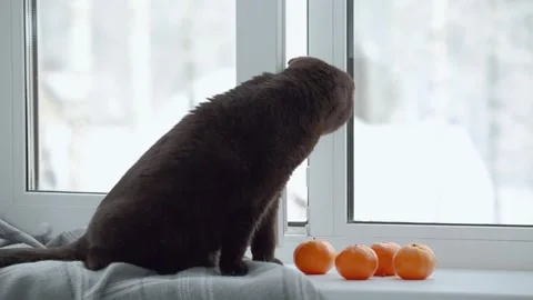 A cat looks out of a slightly open window, sitting on a cozy windowsill Stock Footage 253621419