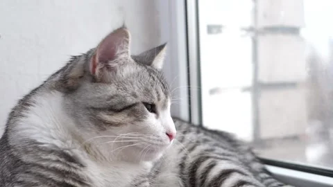 Cat looks out the window, close-up Stock-Footage 273748621
