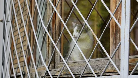 The cat looks out the window on the closed balcony animal problem Stock Footage 262021872