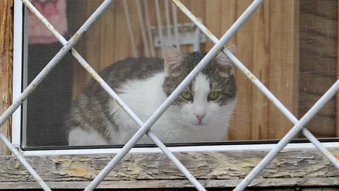 The cat looks out the window on the closed balcony animal problem Stock Footage 262021903