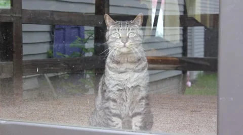 Cat looks out window Stock Footage 5468534