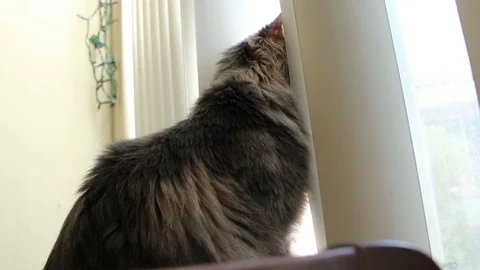 Cat Looks Out The Window 動画素材 82764854