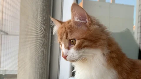 Cat  looks out the window Stock Footage 104911945