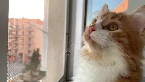 Cat  looks out the window Stock Footage 104912132