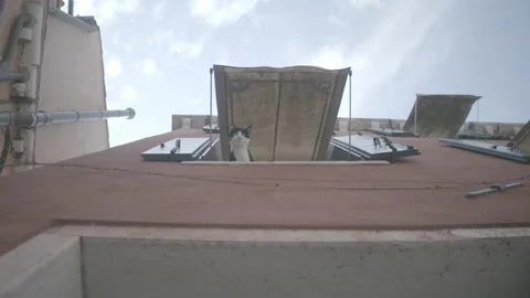 Cat looks out the window Stock-Footage 170904580