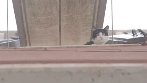 Cat looks out the window Stock-Footage 170904593