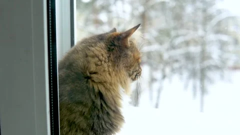 A cat looks out of the window at the snow falling in winter Stock Footage 294384636