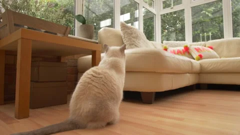 Cat looks out of window then walks away slow motion dolly 4K Stock Footage 199543740