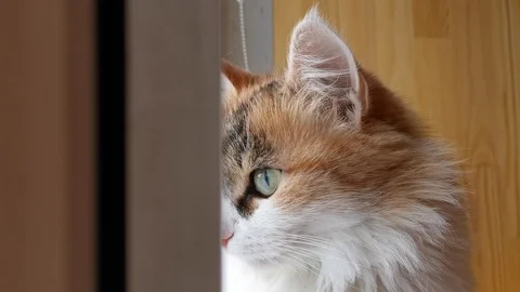 Cat looks out the window, turns his head back Stock Footage 120142005