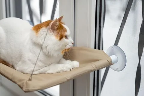 Cat looks out the window while sitting in a hanging bed Stock Photos