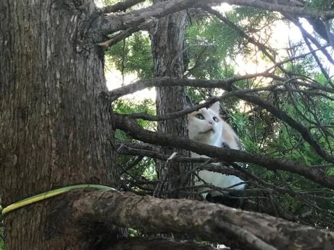 Cat looks from pine Stock Photos