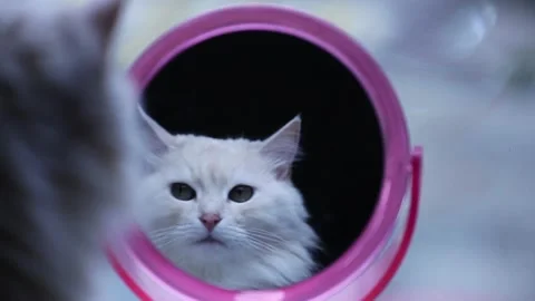 Cat looks at the reflection in the mirror Video stock 97267141